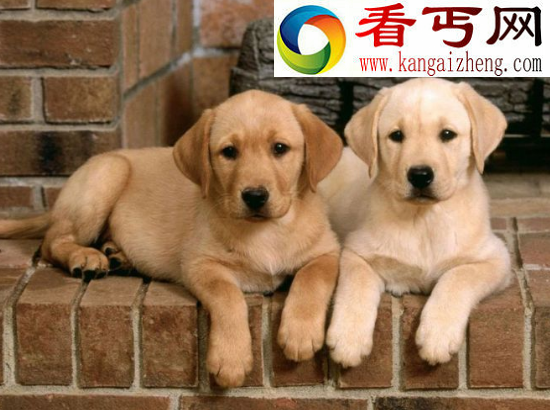 狗的寿命有多长，世界十大寿命最长的狗(藏獒20岁)