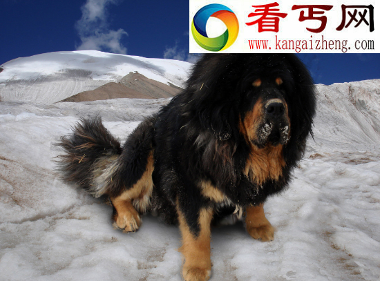 狗的寿命有多长，世界十大寿命最长的狗(藏獒20岁)