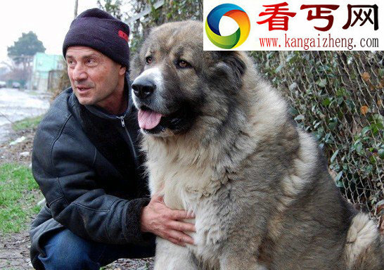世界上最大的狗排名高加索犬“犬中之王”