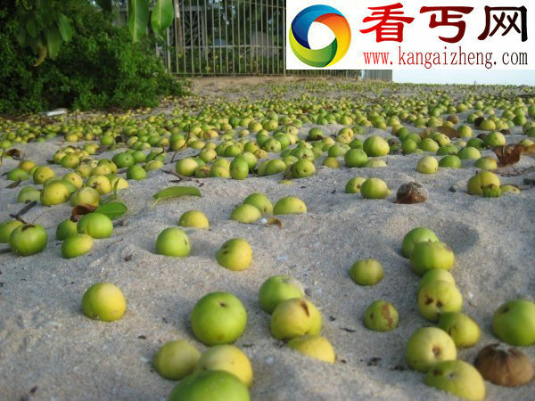 世界上最危险的树毒番石榴树