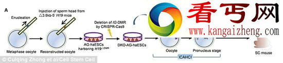 实验室里培育出精子 没尾巴无法游动可量产