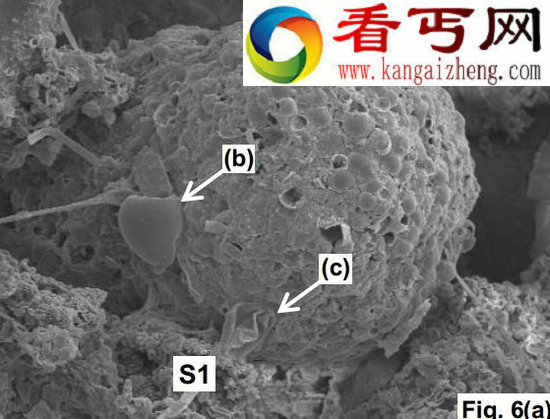 陨石中神秘生物化石 生命或起源于宇宙/图 