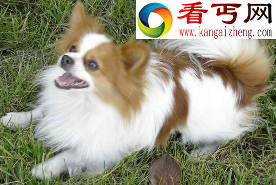 狗狗智商排名前十榜单（人类最聪明的朋友）