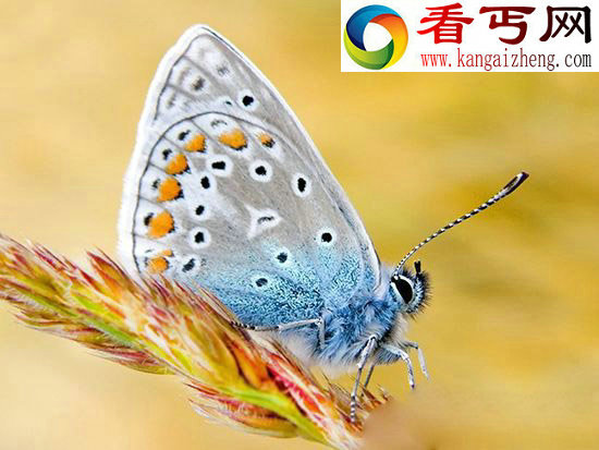 蝴蝶竟然也长寿 是何让蝴蝶度过600年时光？