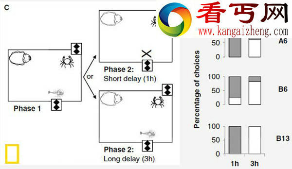 研究发现乌贼具有情景样记忆能力