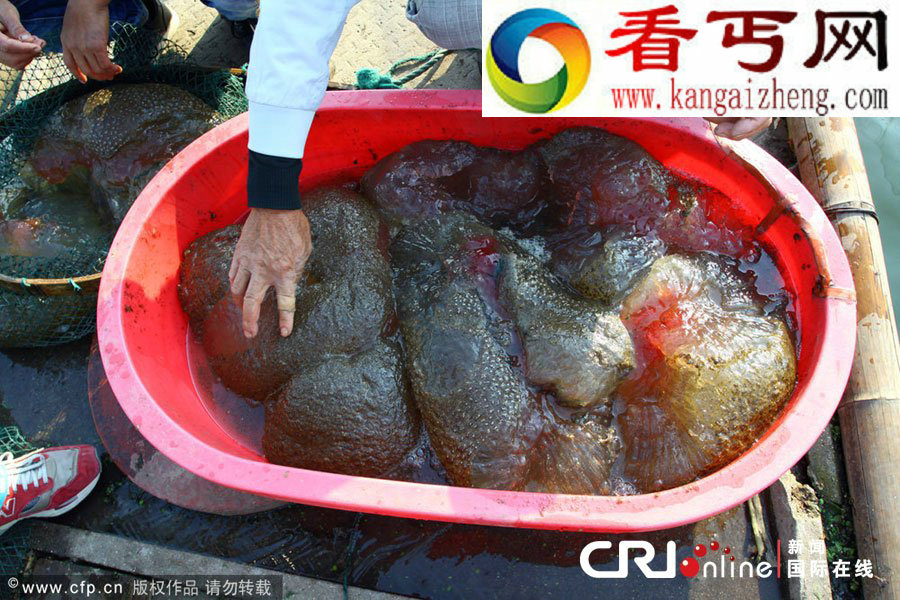 不明水生物盘点
