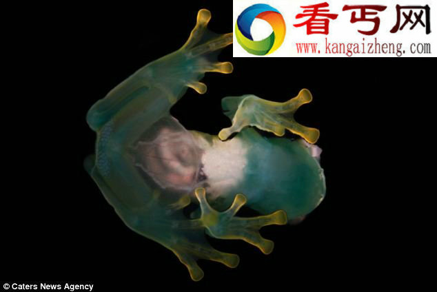 南美神奇罕见透明玻璃蛙