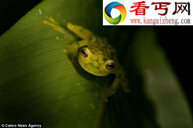 南美神奇罕见透明玻璃蛙