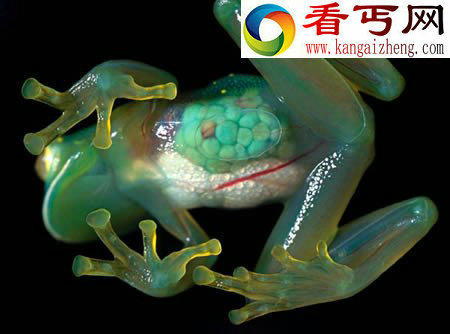 南美神奇罕见透明玻璃蛙
