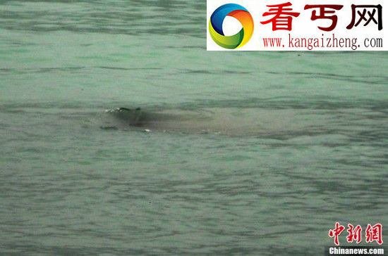 不明水生物盘点