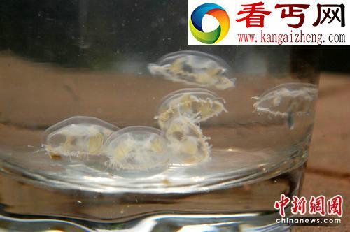 不明水生物盘点