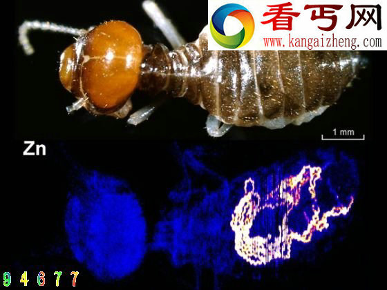 会采金矿白蚁科学家发现其体内富集金属 