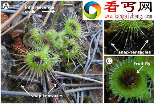 肉食植物的捕食策略 