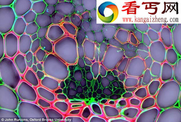 高精密显微仪器下生物的不为人知一面