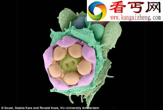 高精密显微仪器下生物的不为人知一面