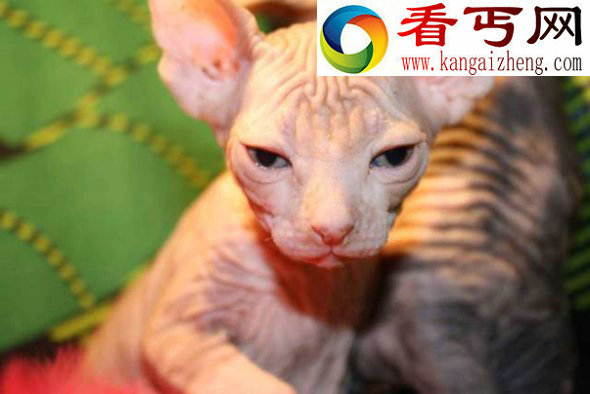 秃毛动物大盘点貌似外星人的无毛猫