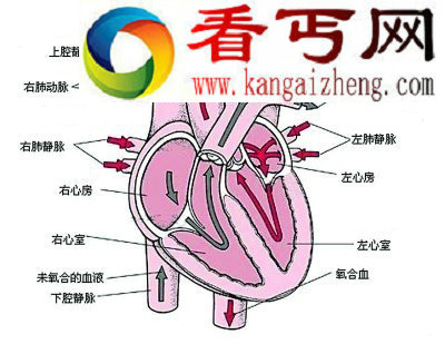 男子血液紫色?粘稠如浆糊