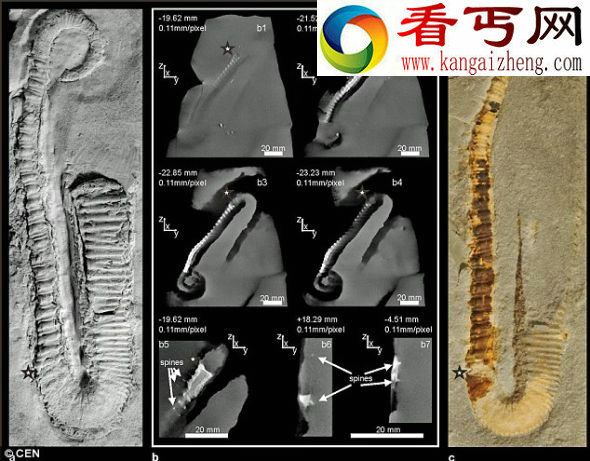 1.28亿年前鱿鱼祖先身体长满钉状结构(图)