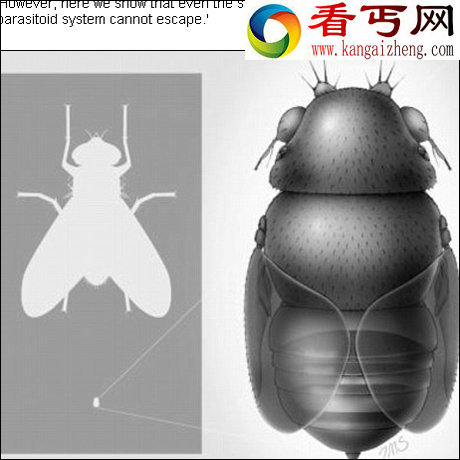 泰国发现世界上最小苍蝇 0.4毫米寄生蚂蚁头部 