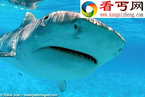 动物王国中10大危险海洋动物大象被鳄鱼攻击