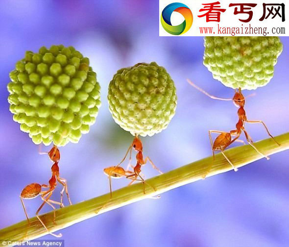 蚂蚁力量惊人似杂耍 微距拍蚂蚁搬运种子场景