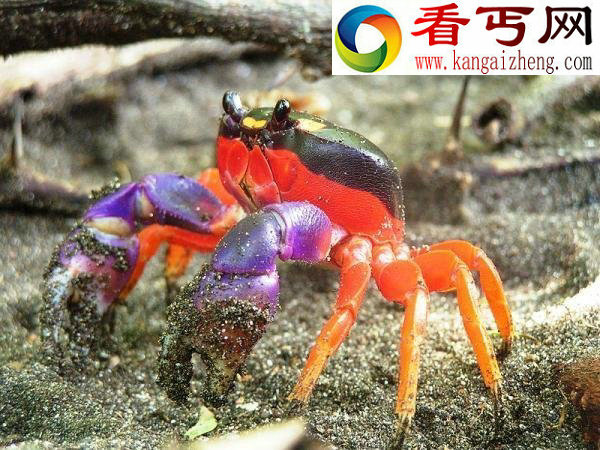 十大奇美螃蟹色彩绚丽