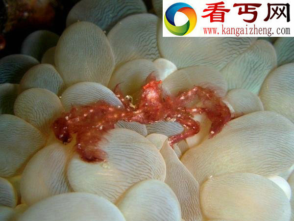十大奇美螃蟹色彩绚丽