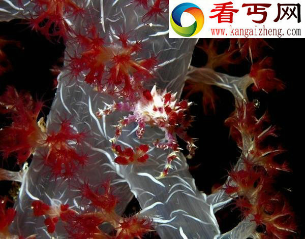 十大奇美螃蟹色彩绚丽