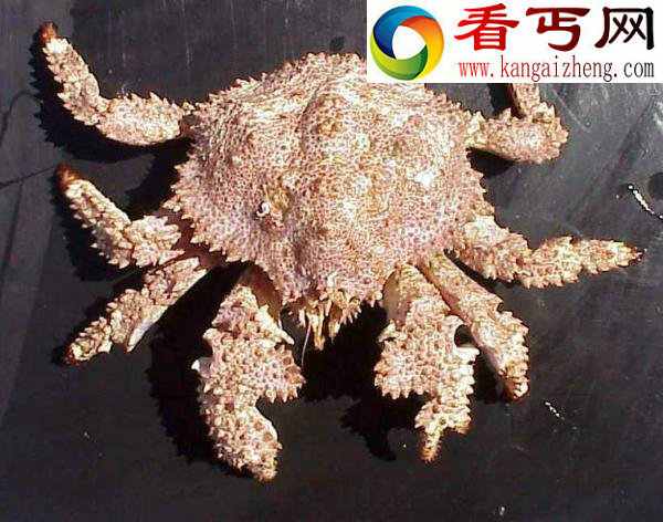 十大奇美螃蟹色彩绚丽