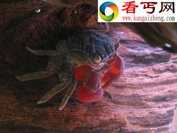 十种奇趣的螃蟹