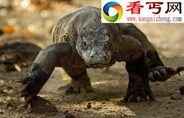 15大全球极度濒危物种:科莫多巨蜥凶猛赛恐龙 