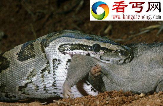 探秘非洲巨型蟒蛇