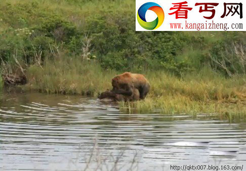 悲剧一幕！棕熊交配时竟突然咬杀雌熊