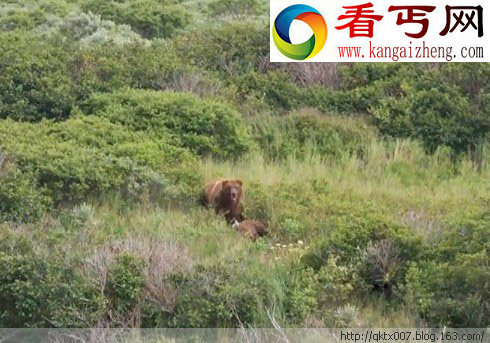 悲剧一幕！棕熊交配时竟突然咬杀雌熊