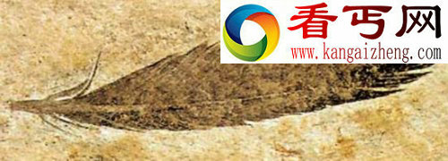人们如何推断已灭绝动物的颜色？