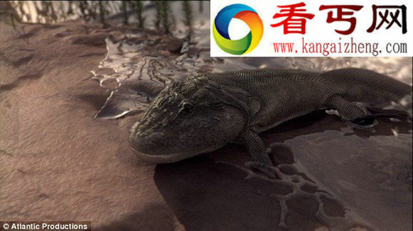 探索脊椎动物进化史的神秘“庞培”遗址
