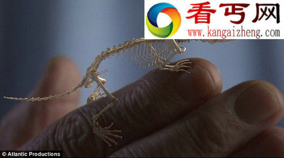 探索脊椎动物进化史的神秘“庞培”遗址