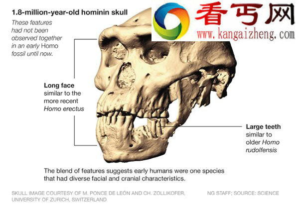 格鲁吉亚古人类化石更新对人类进化的认识