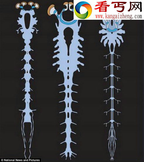 挖掘远古生物化石发现其拥有最早神经系统