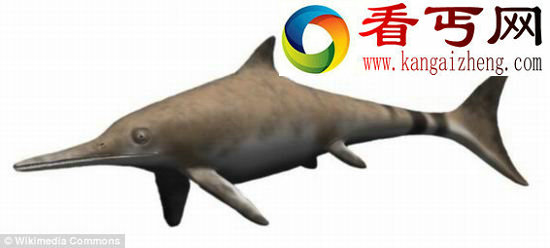 考古发现完整鱼龙颚部化石类似现代海豚（图）