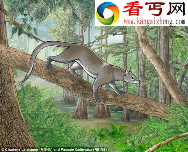 食肉动物的祖先生存在5500万年前潮湿的森林