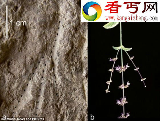 史前人类墓穴用花掩饰尸体恶臭/图 