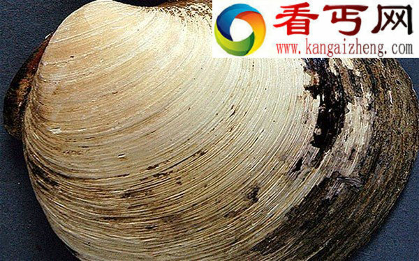 世界最老生物507岁蛤蜊不小心被科学家弄死