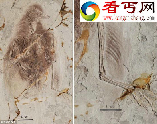 1.5亿年前拥有四个翅膀的远古鸟