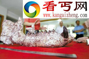 发现5200万年前兽化石 