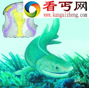 四足鱼 将四足动物演化史提前1千万年