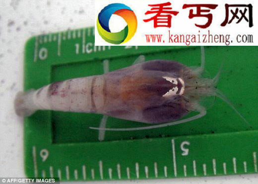 加勒比海深处现新品种虾 生活在四倍沸点水域中