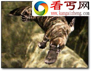 8种奇异动物化石盘点海豹头骨像恐