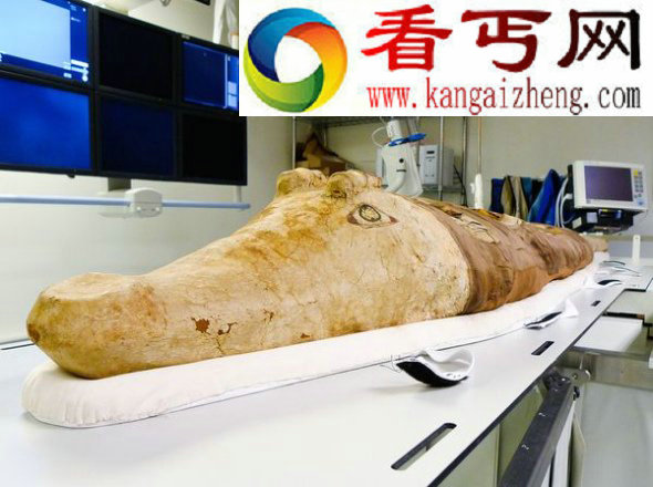 古埃及鳄鱼木乃伊:包裹30多具幼崽(图)
