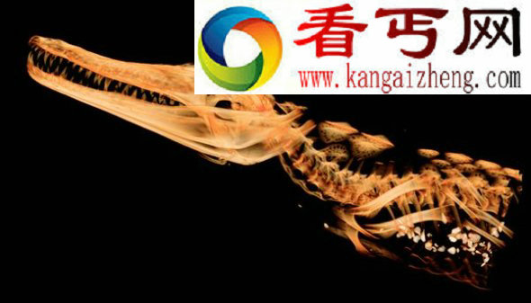 古埃及鳄鱼木乃伊:包裹30多具幼崽(图)